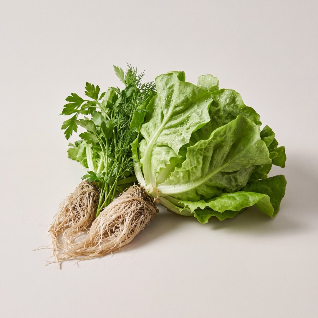 Hydroponic lettuce and herbs with their roots